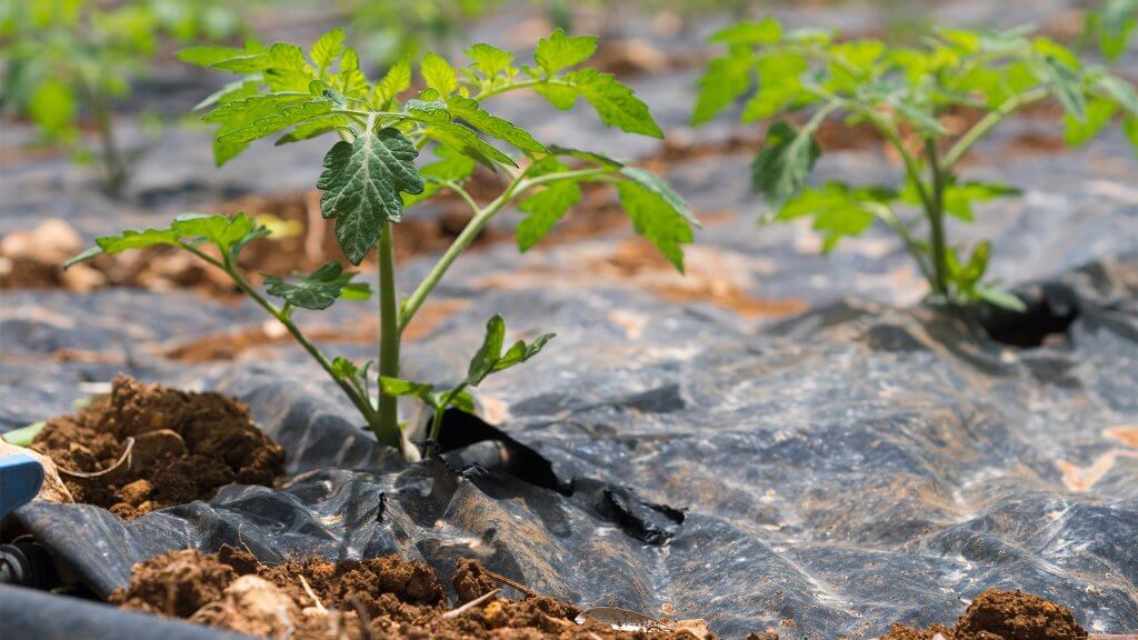 Cultivated field with mulch film