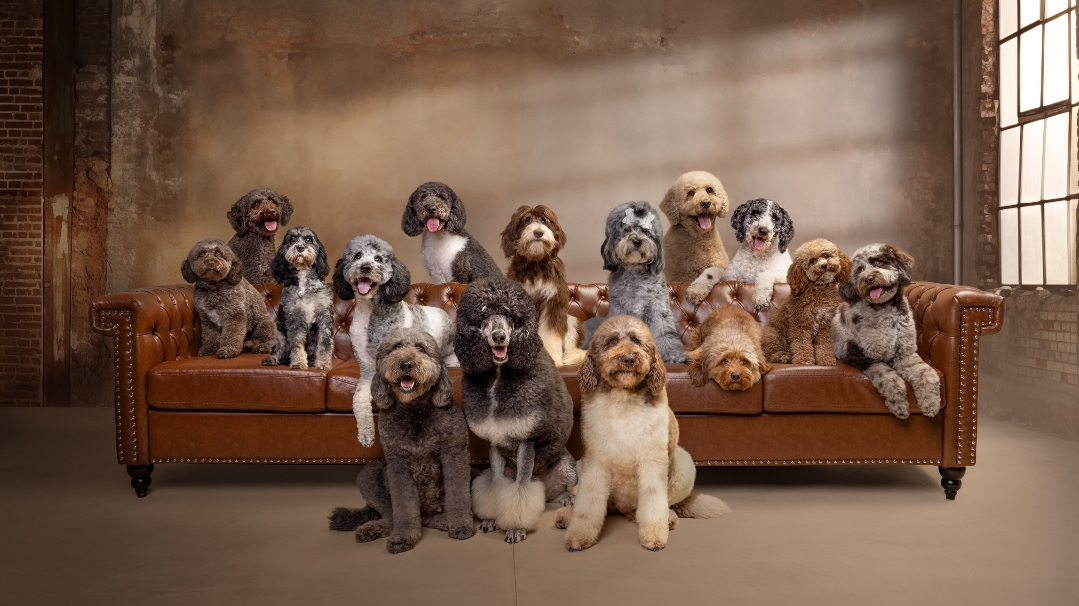 winners chosen image